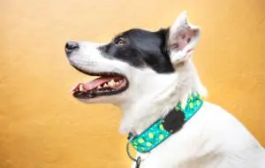 AirTag poate fi folosit și pentru animalele de companie cu ajutorul TagVault: Pet