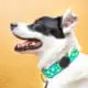 AirTag poate fi folosit și pentru animalele de companie cu ajutorul TagVault: Pet