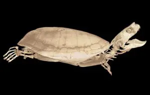 Imagini 3D ale peste 13.000 de vertebrate din muzee pot fi văzute gratuit cu proiectul oVert