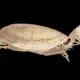 Imagini 3D ale peste 13.000 de vertebrate din muzee pot fi văzute gratuit cu proiectul oVert