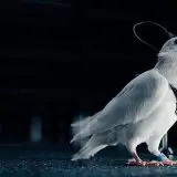 Rusia transformă păsările în spioni. Cum funcționează porumbeii-cyborg din laboratoarele de la Moscova