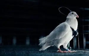 Rusia transformă păsările în spioni. Cum funcționează porumbeii-cyborg din laboratoarele de la Moscova