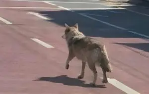 Coreea de Sud arestează un bărbat pentru o imagine AI falsă cu un lupul evadat de la zoo