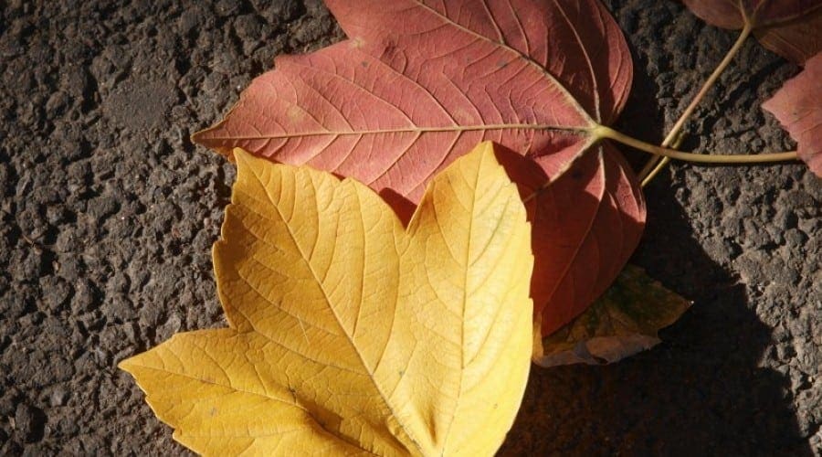 Identifică frunzele copacilor cu aplicația Leafsnap a Universității Columbia