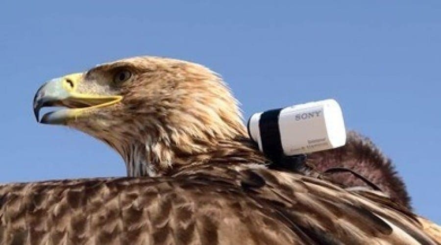 Sony Action Cam Mini surprinde un record mondial spectaculos: zborul de pe Burj Khalifa al unui vultur imperial