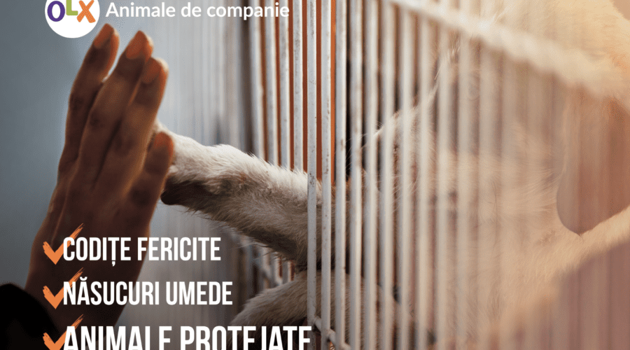 OLX a modificat condițiile și termenii în care utilizatorii pot comercializa legal animale de companie