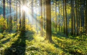 Vodafone anunță prima pădure inteligentă din Romania