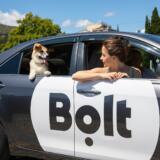 Bolt lansează cursele în care ești binevenit cu pisica sau cățelul: Cum funcționează Bolt Pet