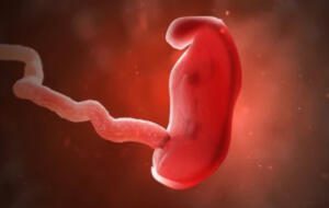 Embrioni umani sintetici au fost creaţi în laborator, provocând controverse etice