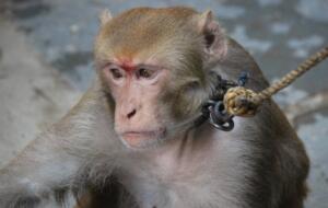În ce condiții oribile au murit maimuțele pe care a fost testat implantul companiei lui Elon Musk, Neuralink. Urmează testele pe oameni