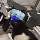 DOOM este atât de popular încât îl joacă și șobolanii