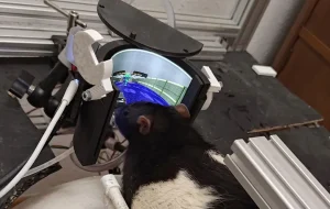 DOOM este atât de popular încât îl joacă și șobolanii